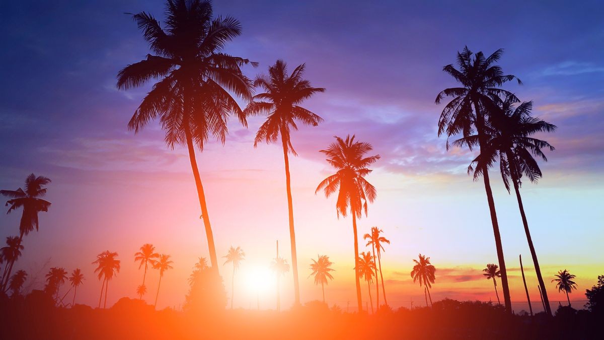 Silhouetted of coconut tree during sunset (palm) 